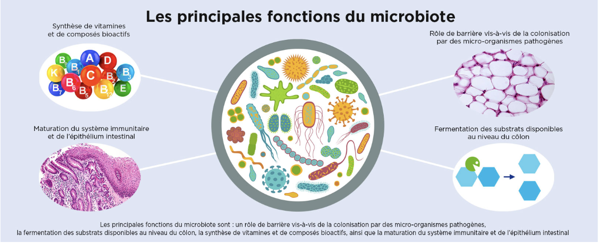 Les principales fonctions du microbiote